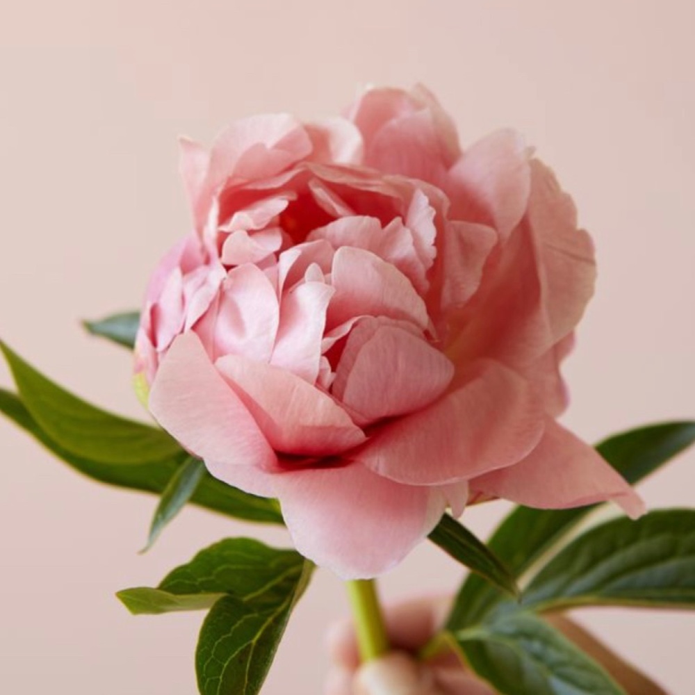 Meet your Posher, Jolie